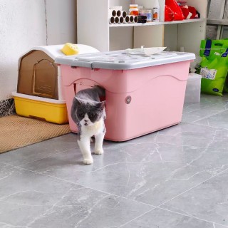 公司的小猫们mmexport1753932289328.jpg