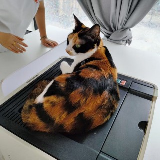公司的小猫们mmexport1753932479746.jpg