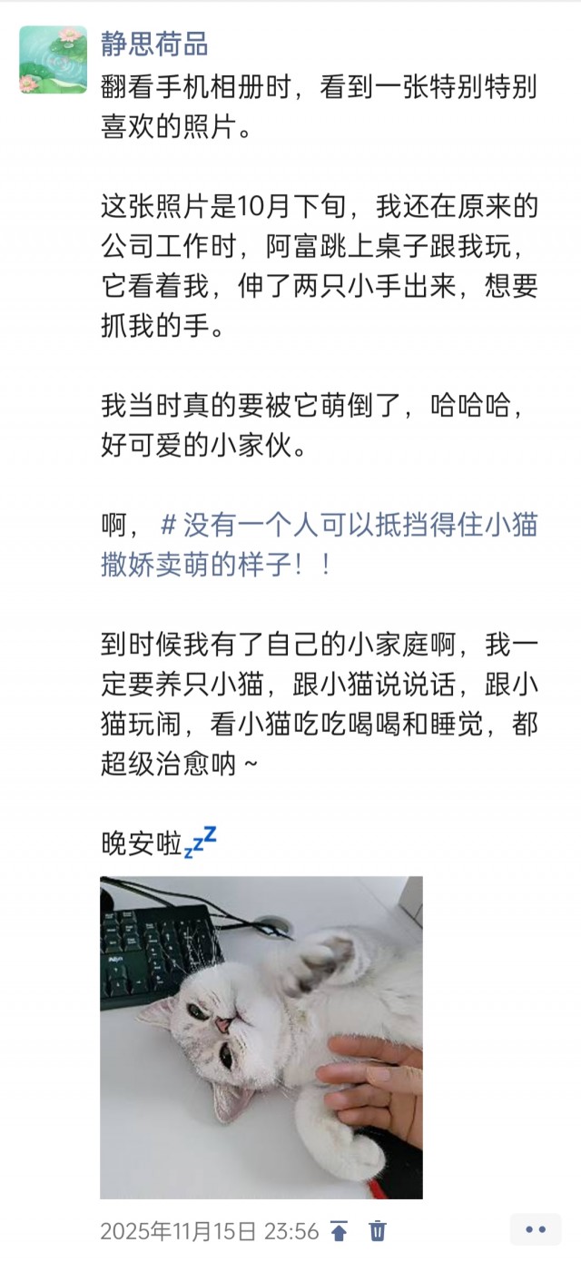公司的小猫们img_20251126_161158.jpg