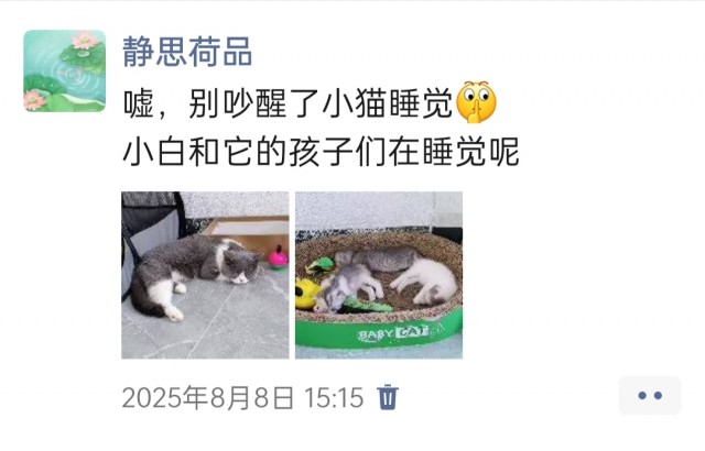 公司的小猫们img_20251126_144045.jpg