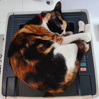 公司的小猫们mmexport1753932878674.jpg