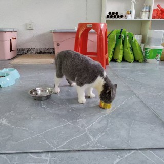 公司的小猫们mmexport1753933441586.jpg