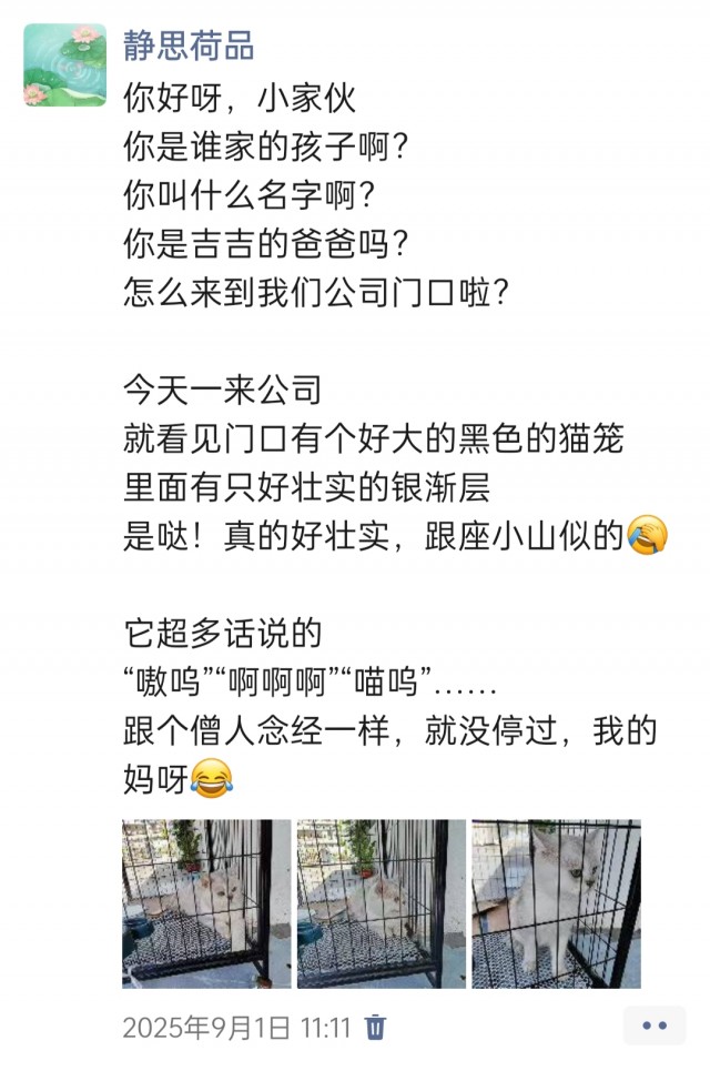 公司的小猫们img_20251126_145418.jpg