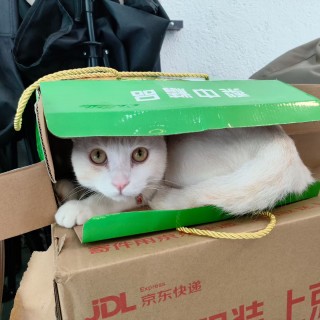 公司的小猫们mmexport1764140385860.jpg
