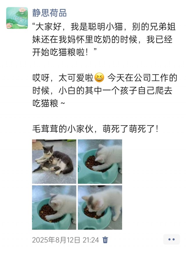 公司的小猫们img_20251126_144111.jpg