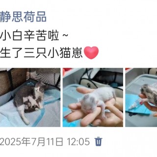 公司的小猫们img_20250731_115408.jpg