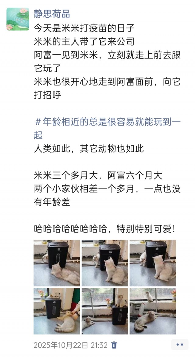 公司的小猫们img_20251126_161148.jpg