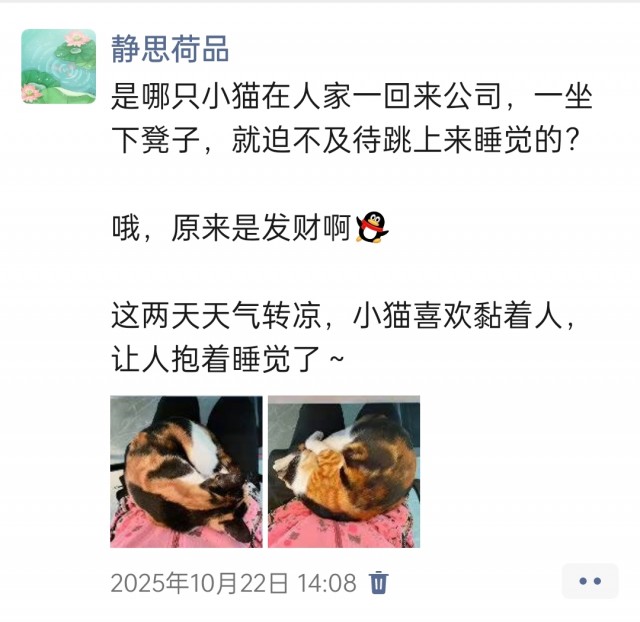 公司的小猫们img_20251126_161043.jpg
