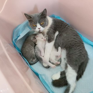 公司的小猫们mmexport1753956279688.jpg