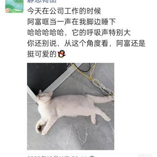 公司的小猫们img_20251126_153950.jpg