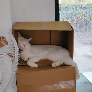 公司的小猫们mmexport1753931722605.jpg