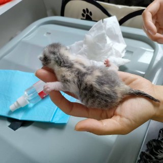 公司的小猫们mmexport1753933501689.jpg