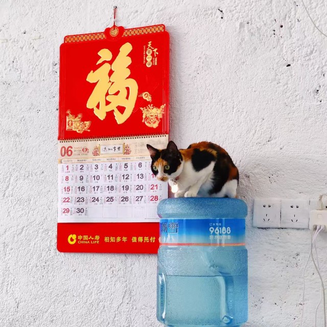 公司的小猫们mmexport1753932291904.jpg