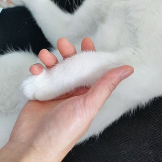 公司的小猫们mmexport1753932730102.jpg