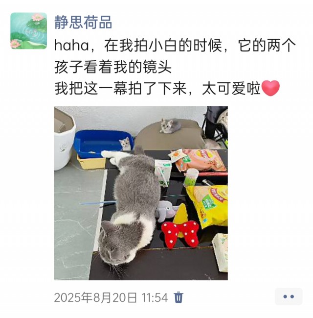 公司的小猫们img_20251126_144120.jpg
