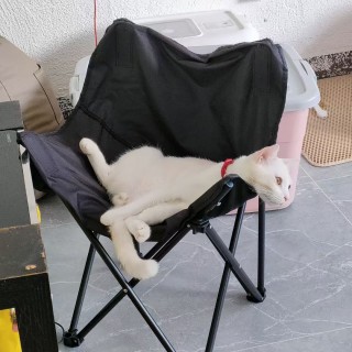 公司的小猫们mmexport1753932746714.jpg