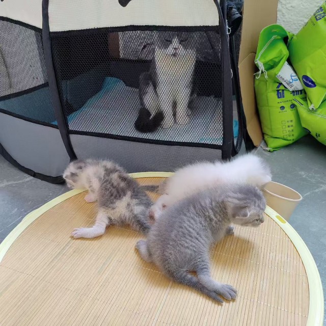 公司的小猫们mmexport1753956237700.jpg