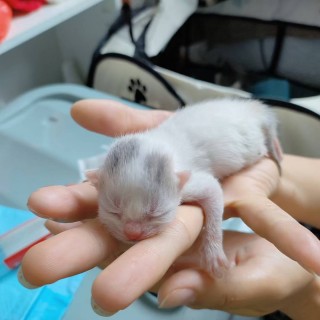 公司的小猫们mmexport1753933499657.jpg