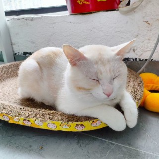 公司的小猫们mmexport1753932034499.jpg