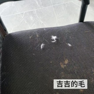 公司的小猫们mmexport1753954804856.jpg