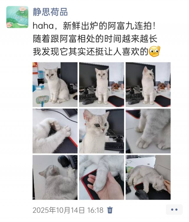 公司的小猫们img_20251126_154014.jpg