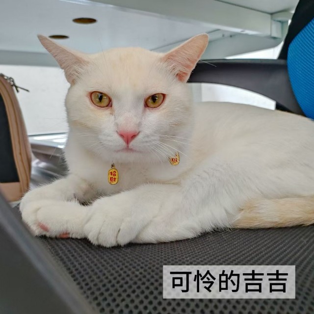 公司的小猫们mmexport1753954817579.jpg