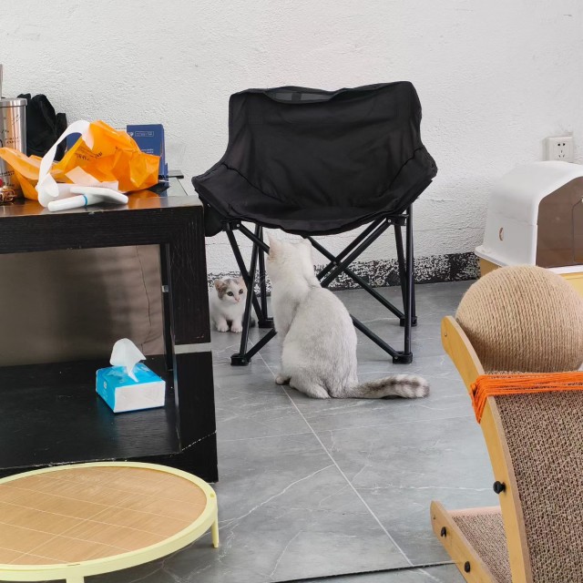 公司的小猫们mmexport1764141253874.jpg
