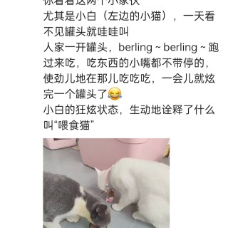 公司的小猫们img_20250731_113618.jpg