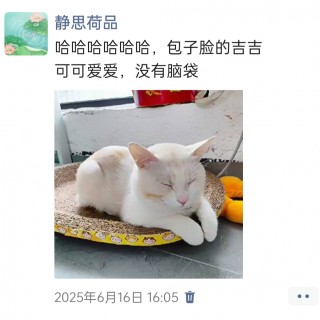 公司的小猫们img_20250731_112055.jpg