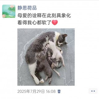 公司的小猫们img_20250731_180652.jpg