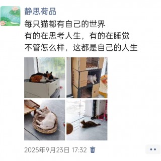 公司的小猫们img_20251126_152017.jpg