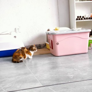 公司的小猫们mmexport1753932284671.jpg