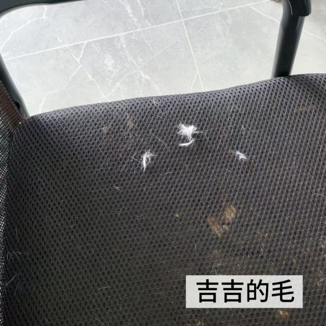 公司的小猫们mmexport1753954804856.jpg