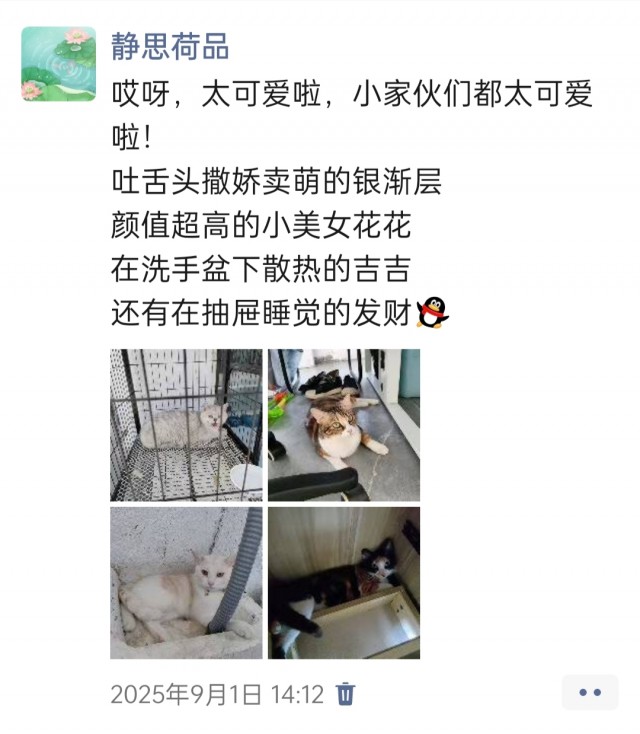 公司的小猫们img_20251126_145407.jpg