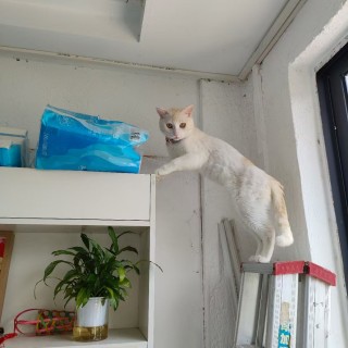 公司的小猫们mmexport1753931613981.jpg