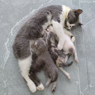 公司的小猫们mmexport1753956252088.jpg