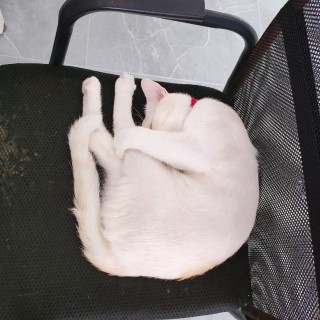公司的小猫们mmexport1753932876406.jpg
