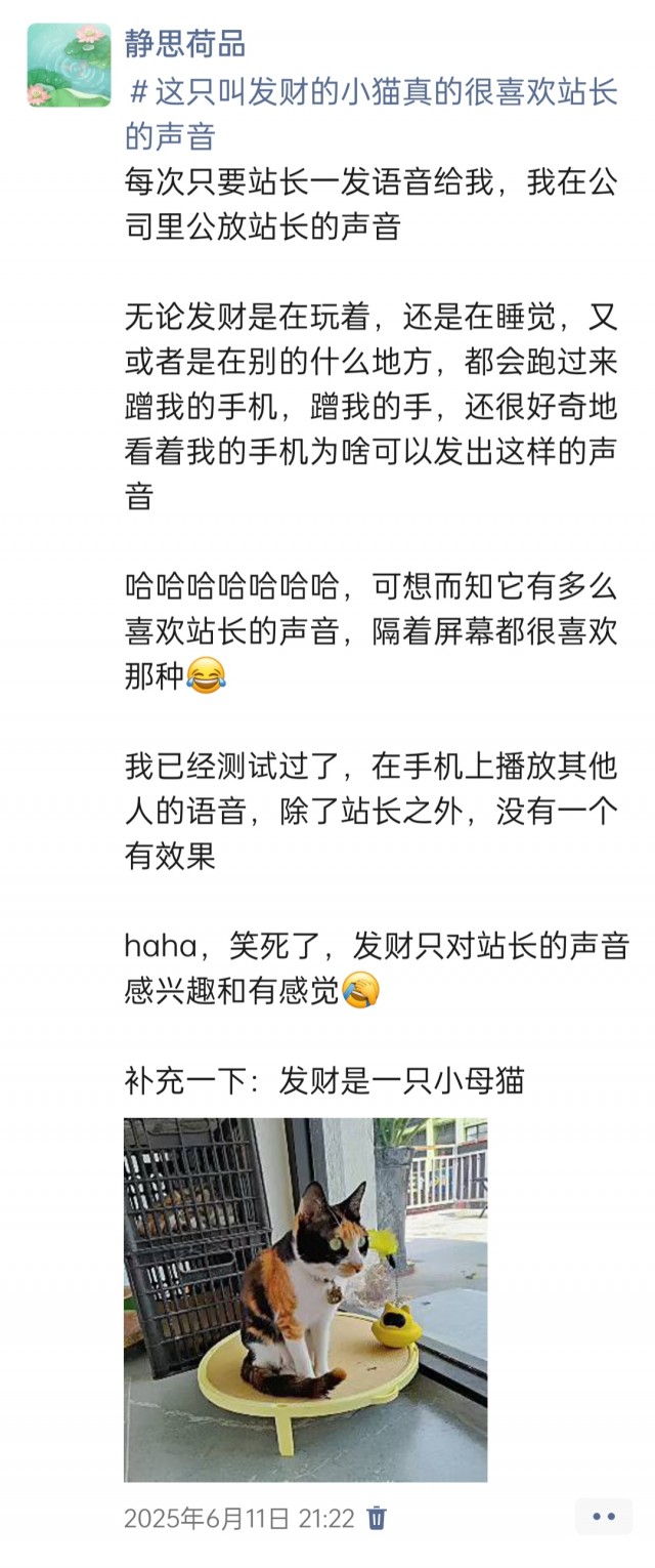 公司的小猫们img_20250731_111819.jpg