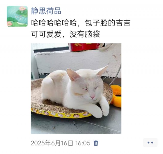 公司的小猫们img_20250731_112055.jpg