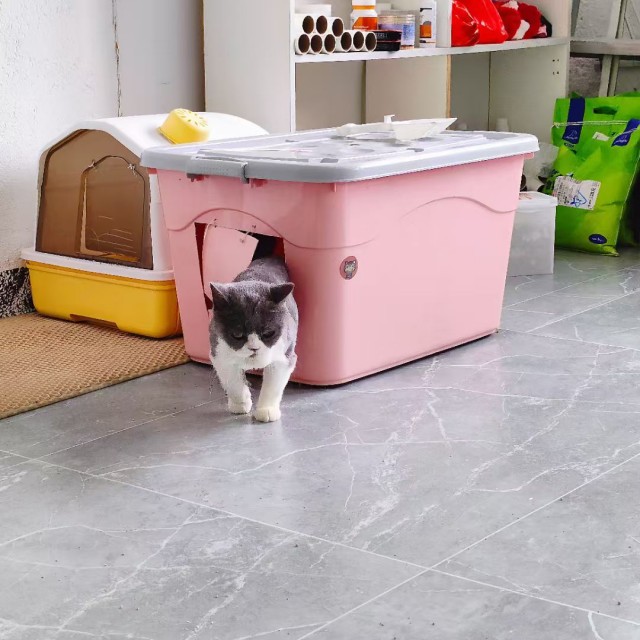 公司的小猫们mmexport1753932287003.jpg