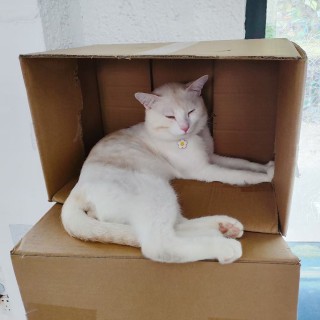 公司的小猫们mmexport1753931727607.jpg