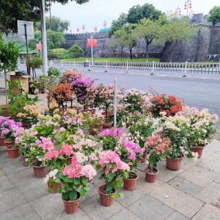 花团锦簇，赏心悦目呐❤️mmexport1791524718462.jpg
