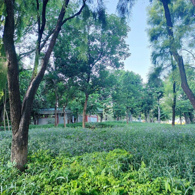 下午打扫完家里的卫生，出门溜达了一圈