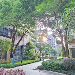 喜欢树木，更喜欢向阳而生的树木 ​