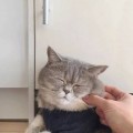 腹黑小狮子