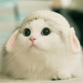 猫咪学姐