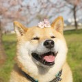 靖宇啊啊啊