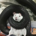碗里有点点