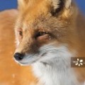 临泉