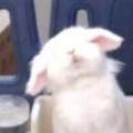陈思彤